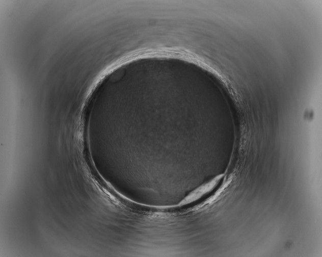X0000100951506200807011256