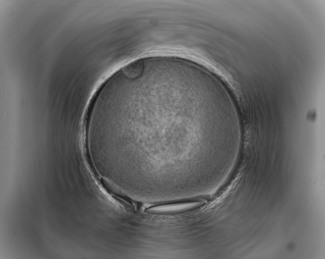 X0000100951517200807011256