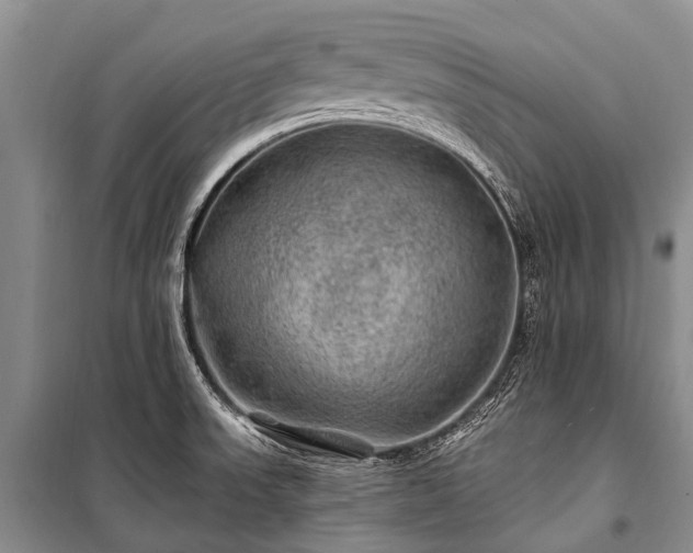 X0000100951523200807011257