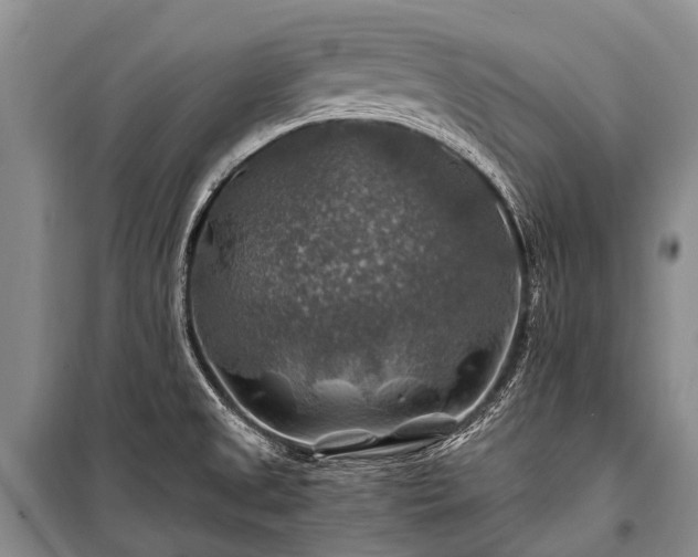 X0000100951525200807011257