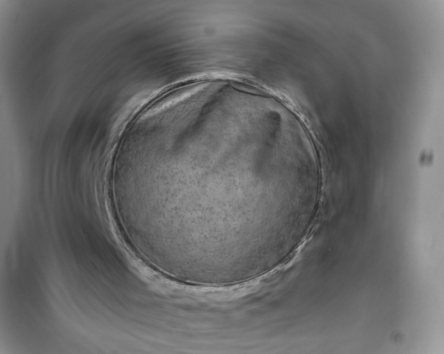 X0000100950001200807081229