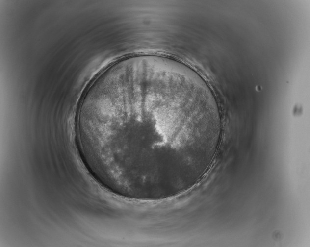 X0000100950002200807081229