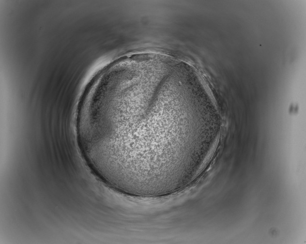 X0000100950006200807081229