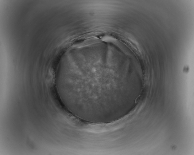 X0000100950029200807081229