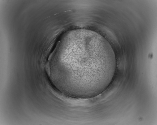 X0000100950036200807081229