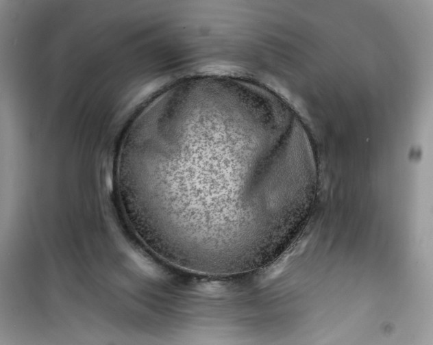 X0000100950062200807081228