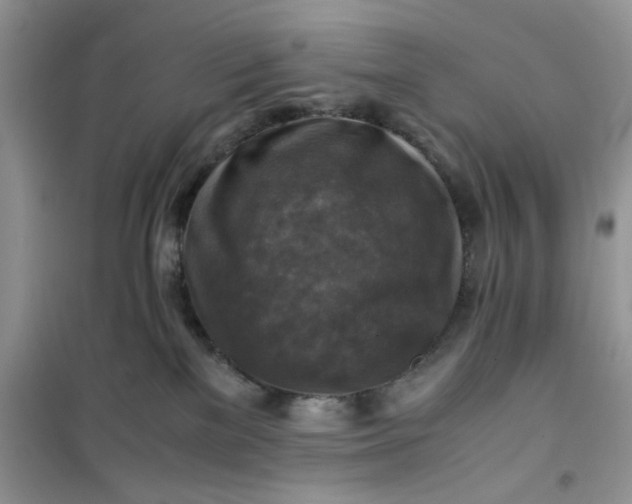 X0000100950137200807081227