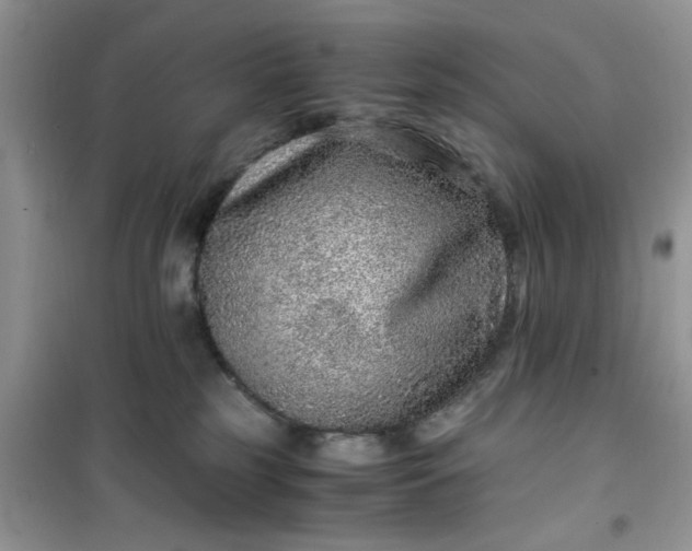 X0000100950185200807081227