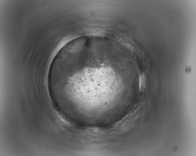 X0000100950195200807081226