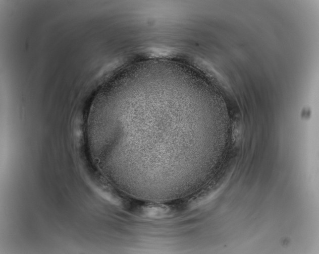 X0000100950215200807081226