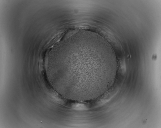 X0000100950224200807081226