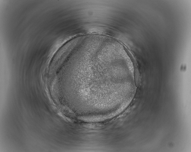 X0000100950241200807081225