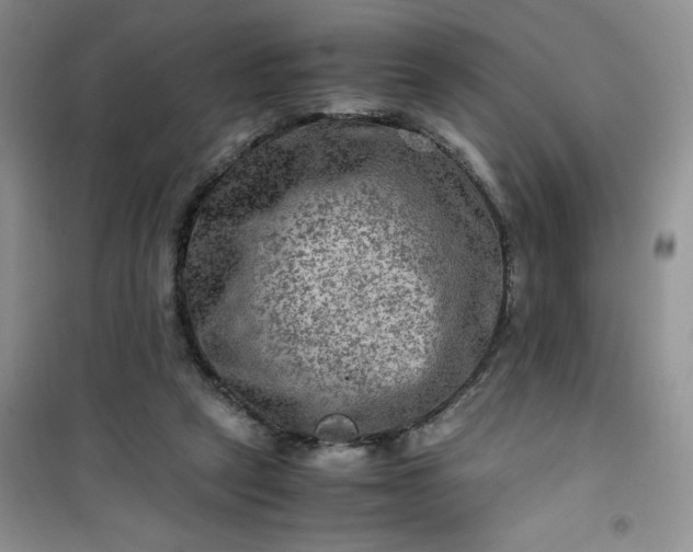 X0000100950257200807081225