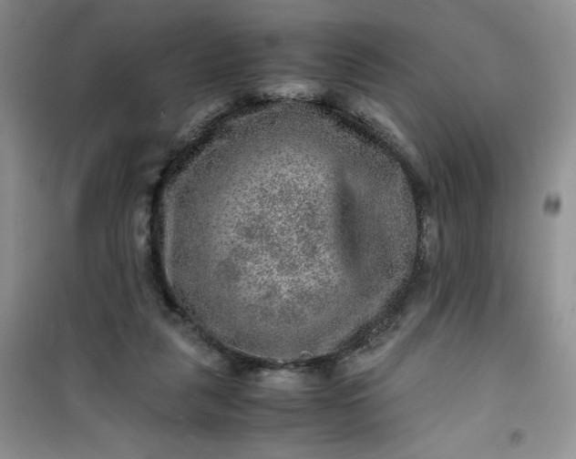 X0000100950259200807081225