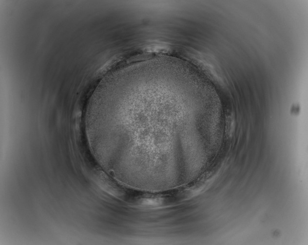 X0000100950263200807081225