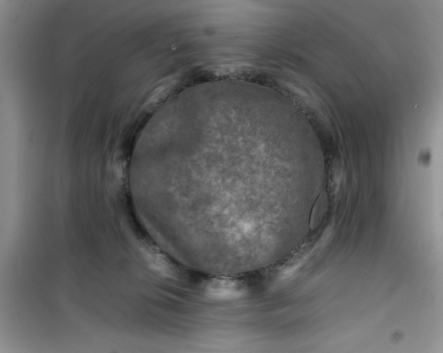 X0000100950276200807081225