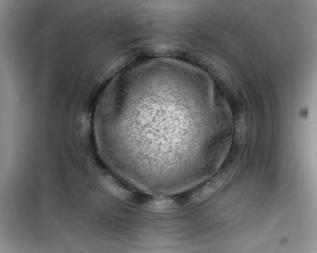 X0000100950278200807081225