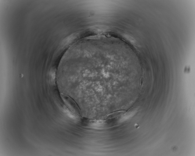 X0000100950288200807081225