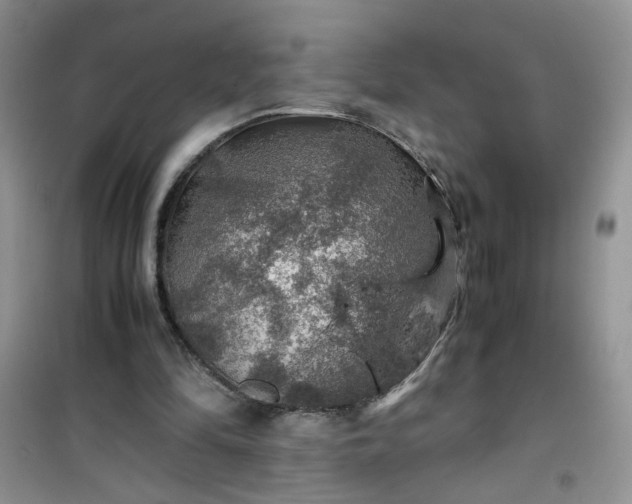 X0000100950294200807081225