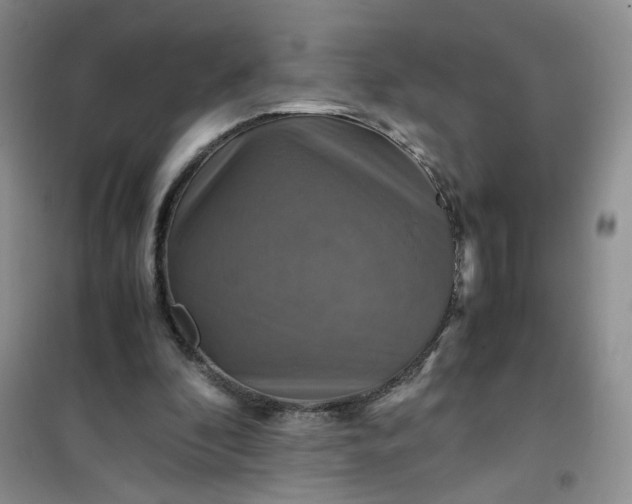 X0000100950296200807081224