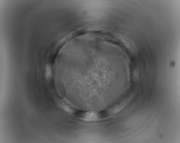 X0000100950335200807081224