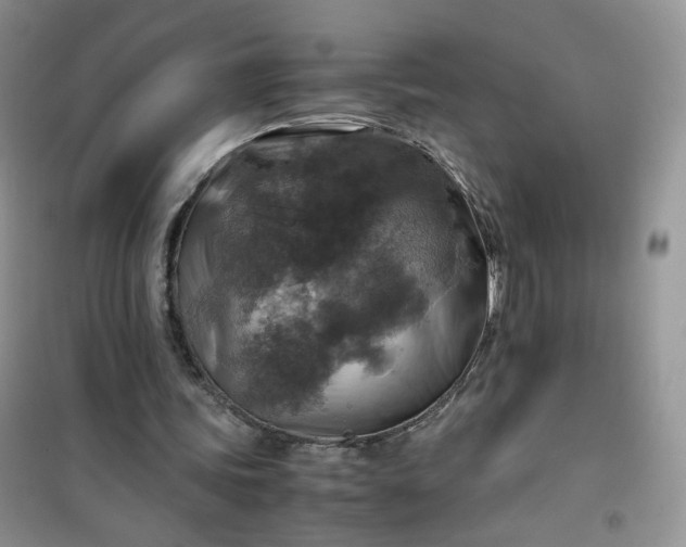 X0000100950339200807081223