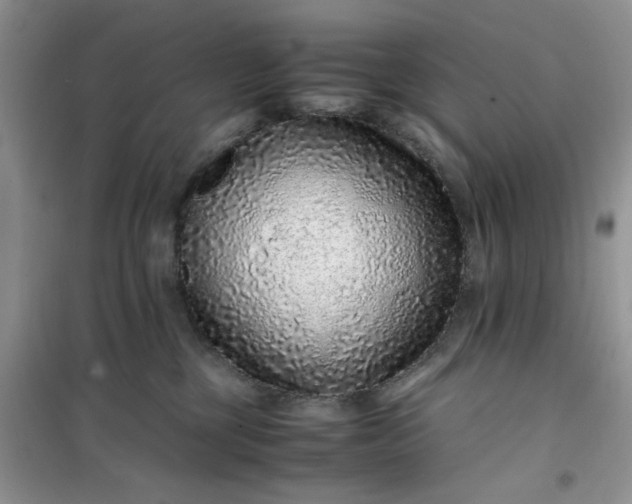 X0000100950377200807081224