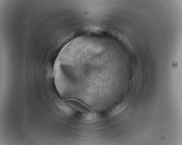 X0000100950384200807081224