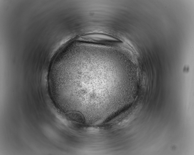 X0000100950394200807081223