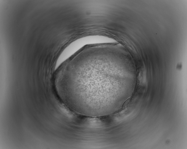 X0000100950424200807081223