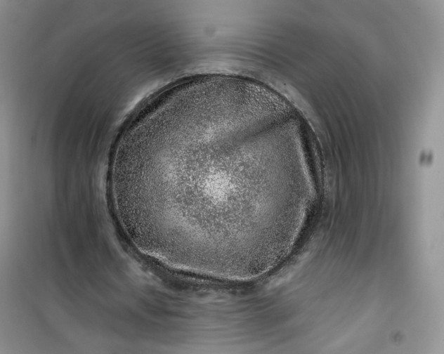 X0000100950434200807081222