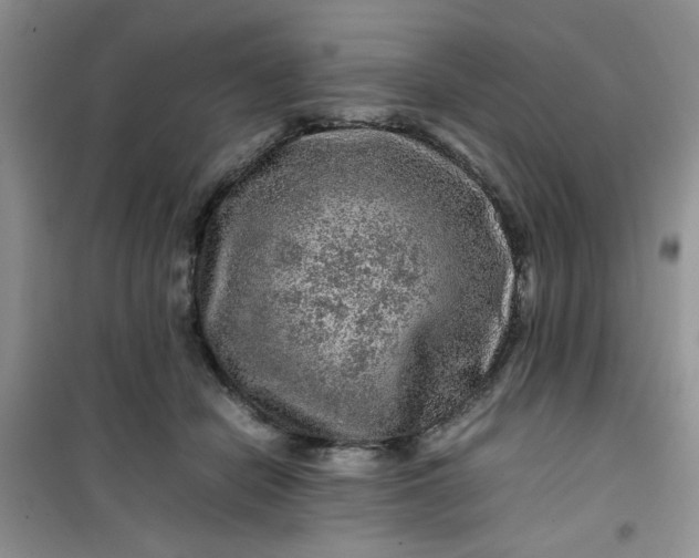 X0000100950462200807081222