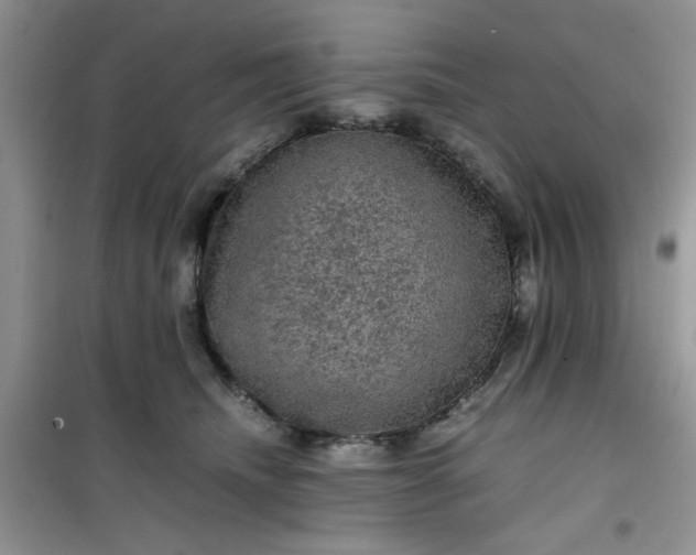 X0000100950468200807081222