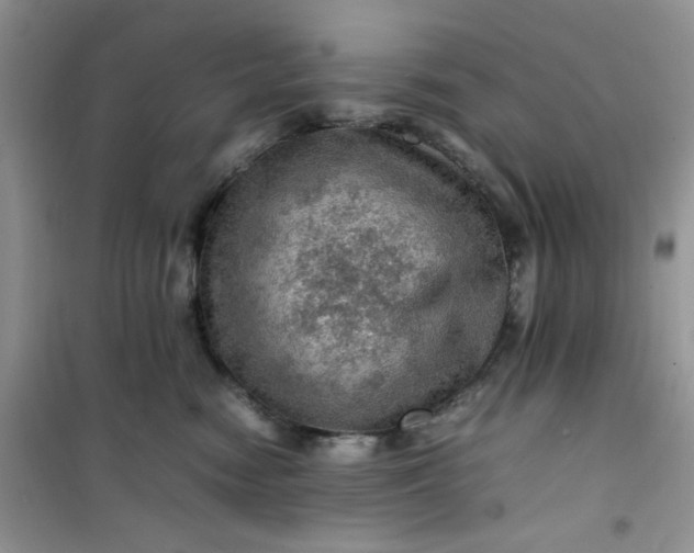 X0000100950474200807081222