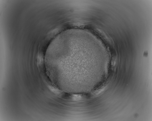 X0000100950623200807081220