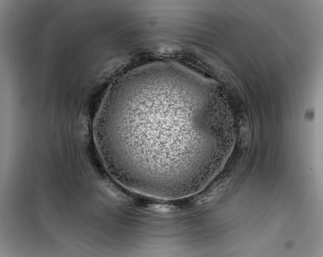 X0000100950654200807081219