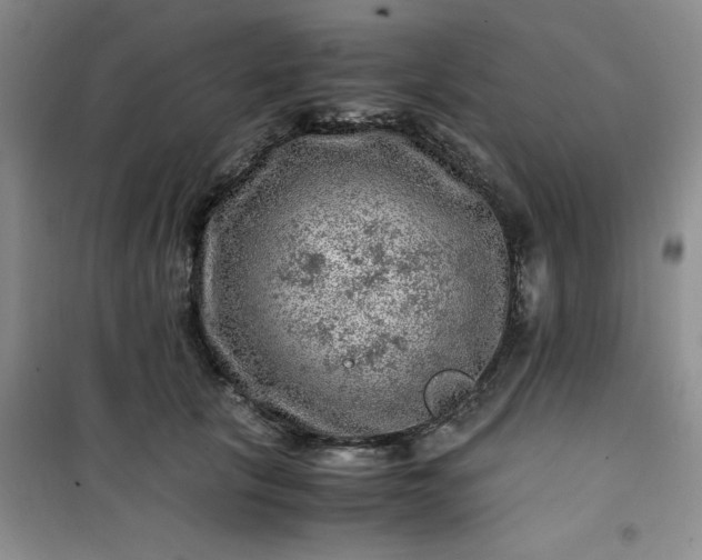 X0000100950657200807081219