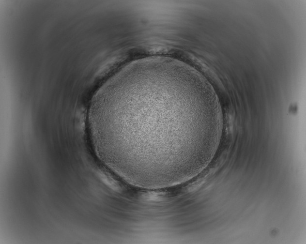 X0000100950664200807081219