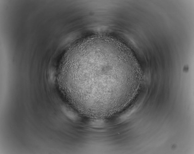 X0000100950671200807081220