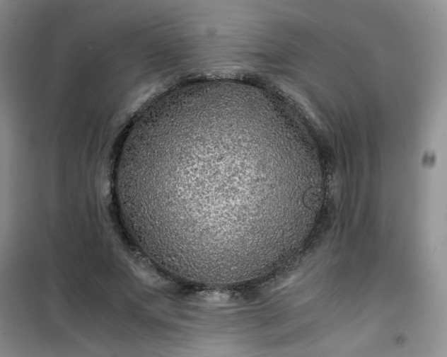 X0000100950687200807081219