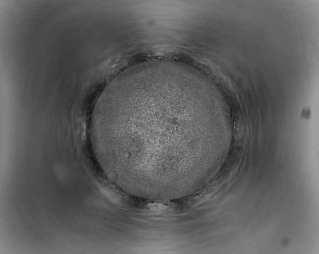 X0000100950703200807081218