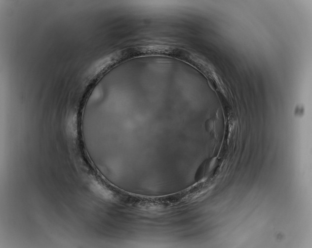 X0000100950729200807081217