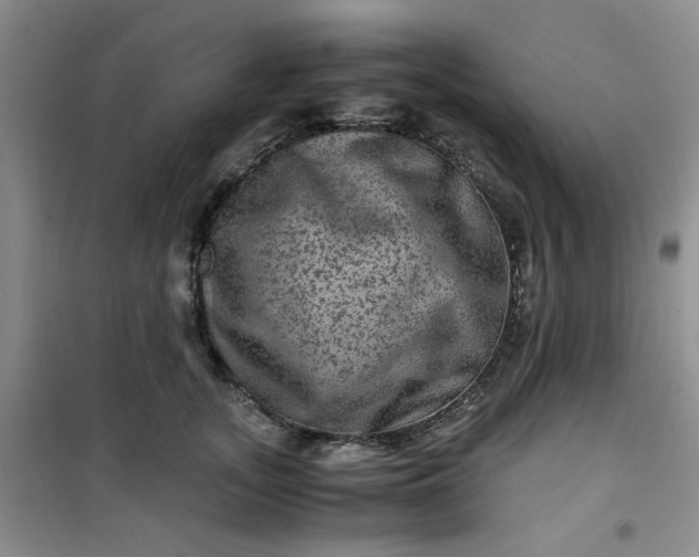 X0000100950755200807081218