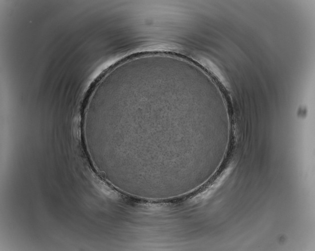 X0000100950781200807081217