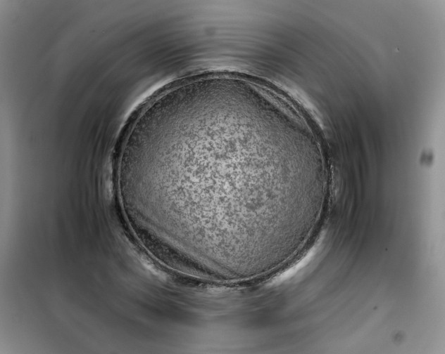 X0000100950782200807081217