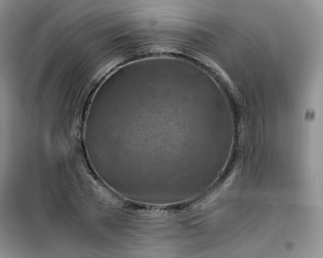 X0000100950785200807081217