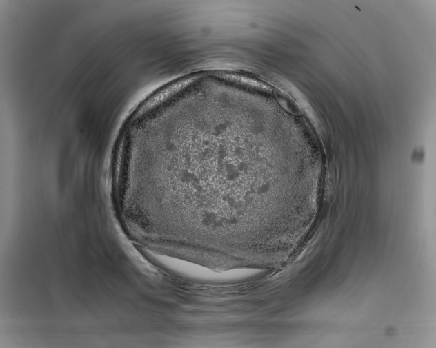 X0000100950795200807081217