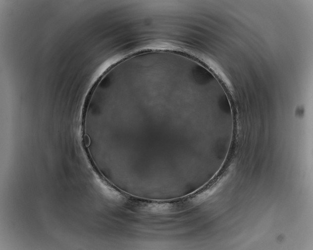 X0000100950845200807081216