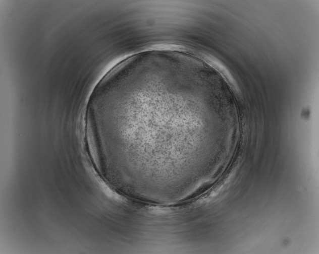 X0000100950852200807081216