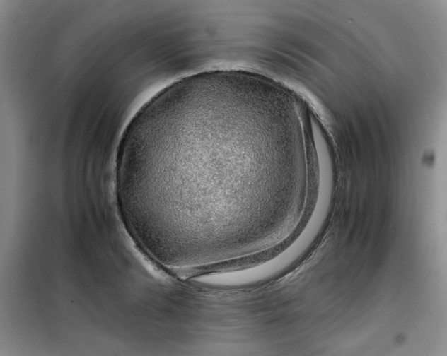 X0000100950894200807081215